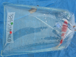 20081116 221-300.jpg